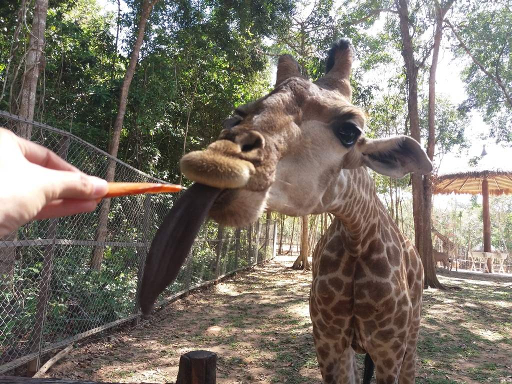 Ăn gì khi đi tham quan khu vườn khú Vinpearl Safari Phú Quốc 18