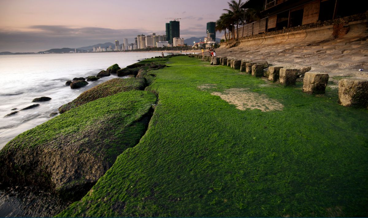 Bãi rêu Nha Trang - Khám phá vẻ đẹp đầy mê hoặc mà thiên nhiên ban tặng 2