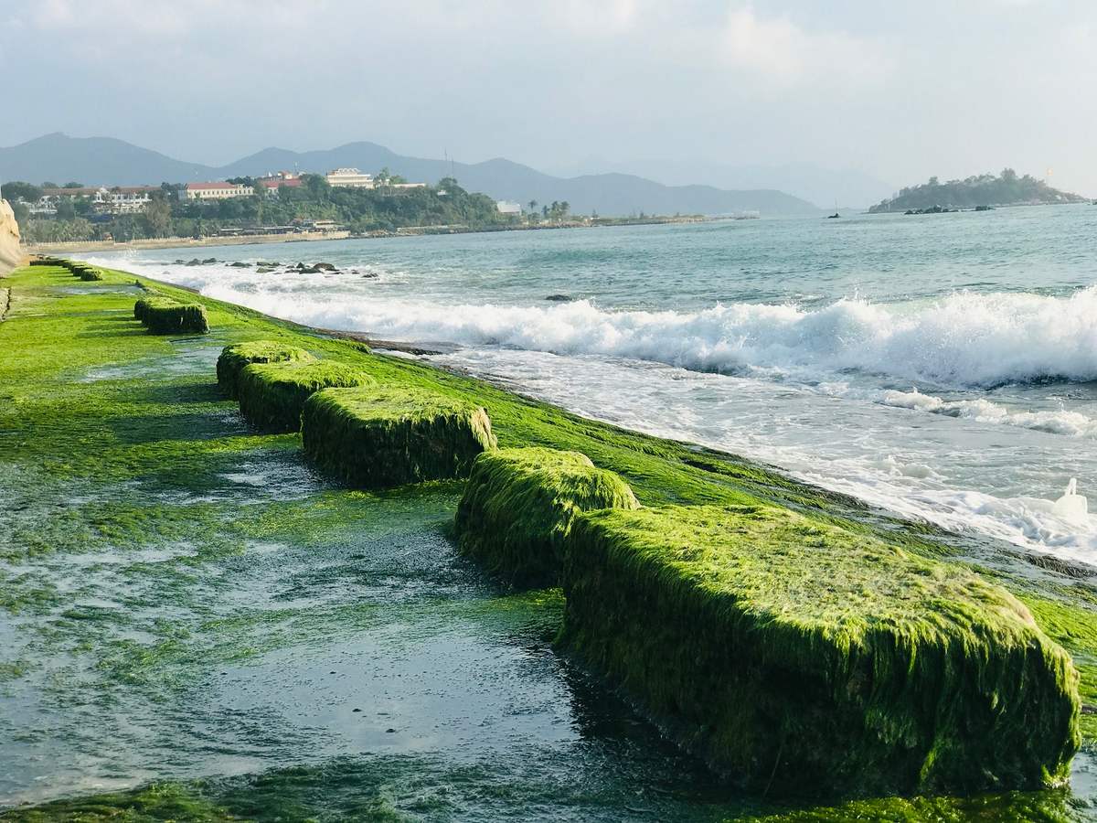 Bãi rêu Nha Trang - Khám phá vẻ đẹp đầy mê hoặc mà thiên nhiên ban tặng 5