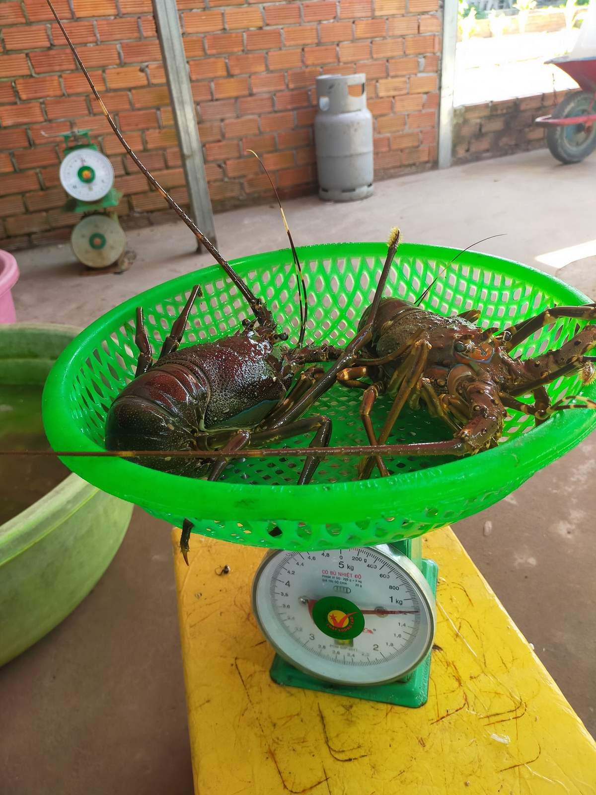 Bè Hà Quyền - Chuyên phục vụ hải sản tươi sống ở làng chài Hàm Ninh 10