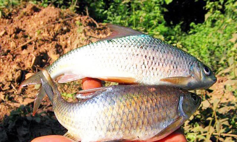 Cá sỉnh Nậm Thia - Đậm đà văn hoá ẩm thực người Thái 2