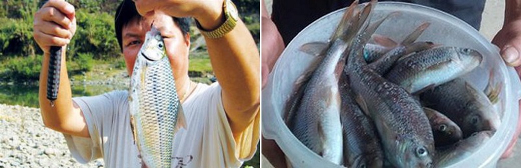 Cá sỉnh Nậm Thia - Đậm đà văn hoá ẩm thực người Thái 3
