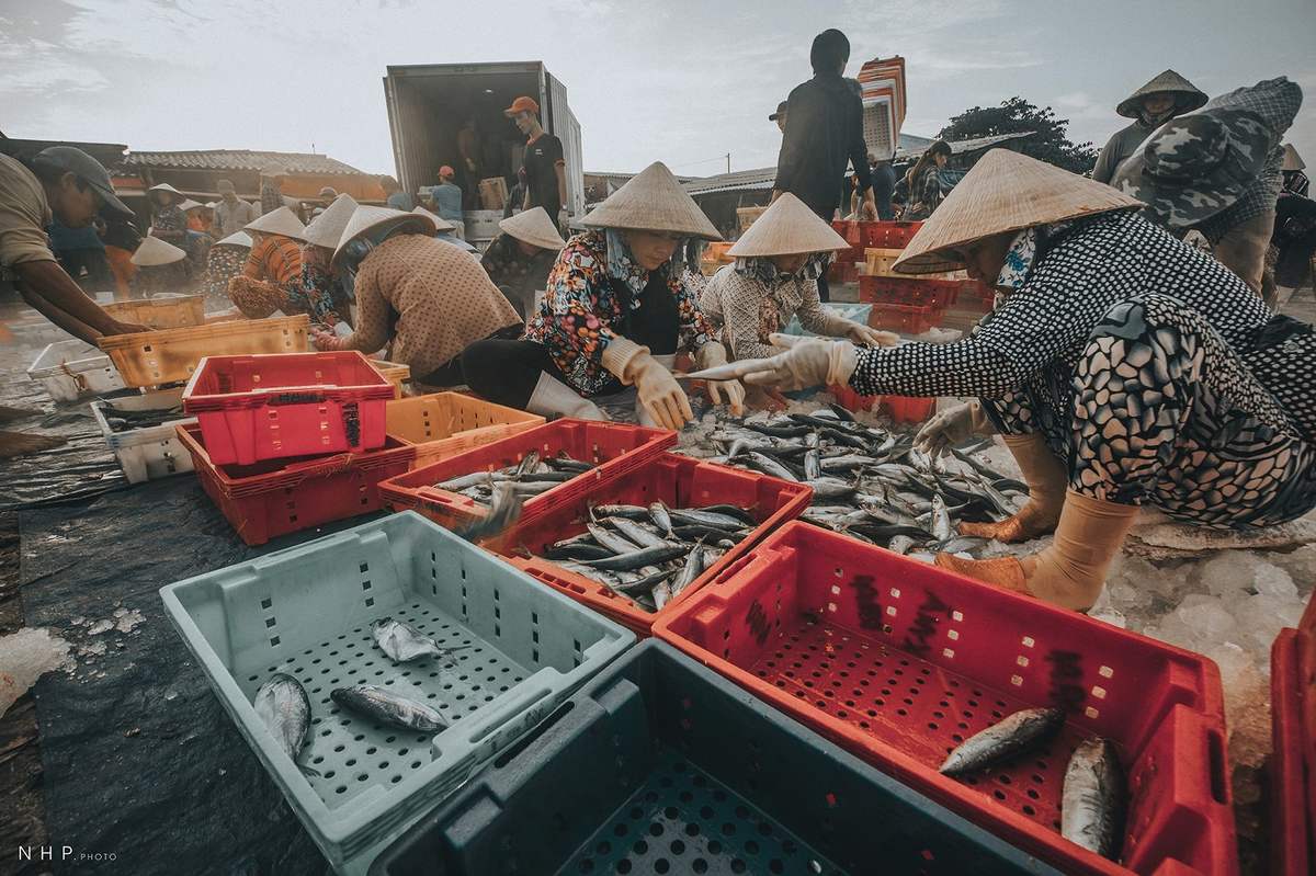 Cảng cá Bà Rịa - Vũng Tàu - Nhịp sống sớm mai tại cảng cá qua ống kính của nhiếp ảnh gia Nguyễn Hoàng Phi 4