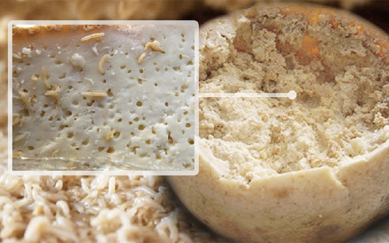 Casu Marzu: Phô mai giòi 'nguy hiểm' nhất thế giới từ Sardinia, Ý 4