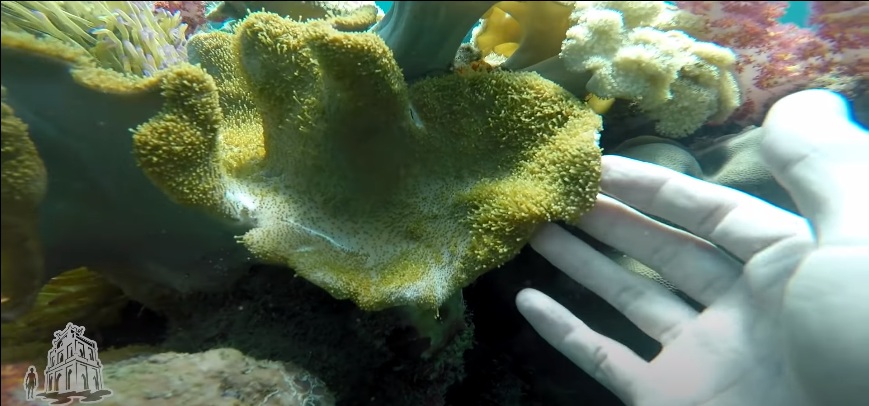 Đi bộ dưới biển lặn ngắm san hô Phú Quốc như youtuber Challenge Me 17