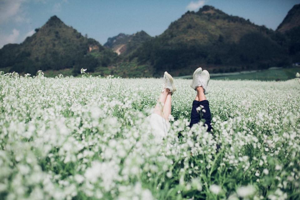 Khám phá mùa hoa cải trắng Đà Lạt nở rộ trên cao nguyên Lâm Viên 9