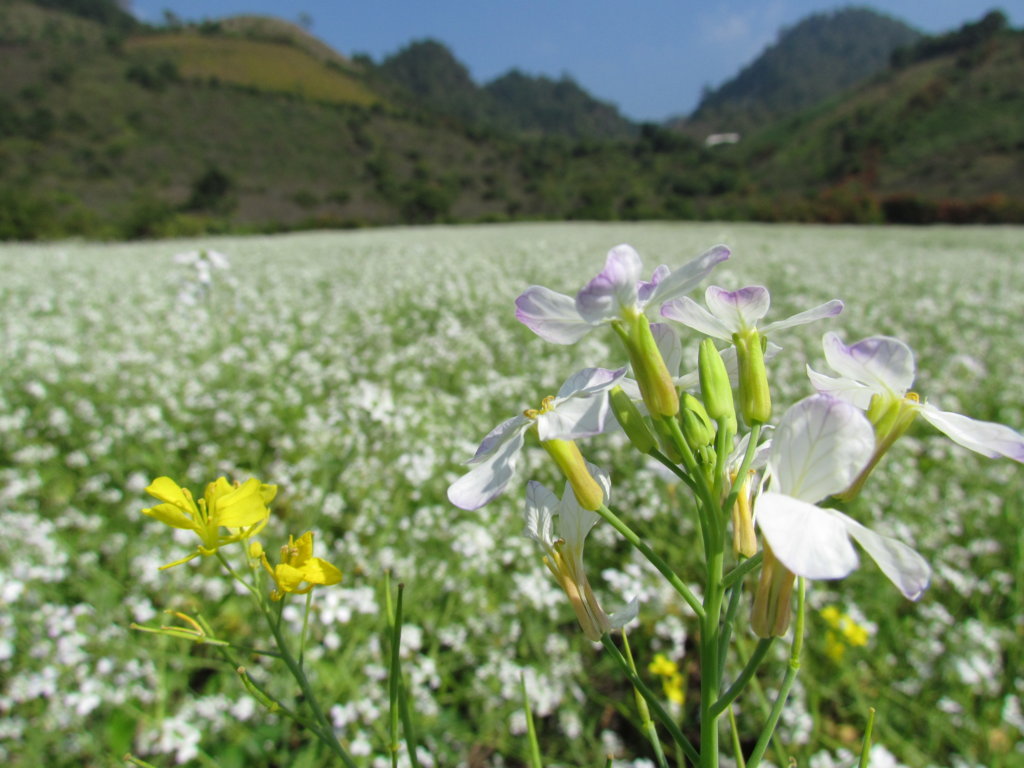 Khám phá mùa hoa cải trắng Đà Lạt nở rộ trên cao nguyên Lâm Viên 5