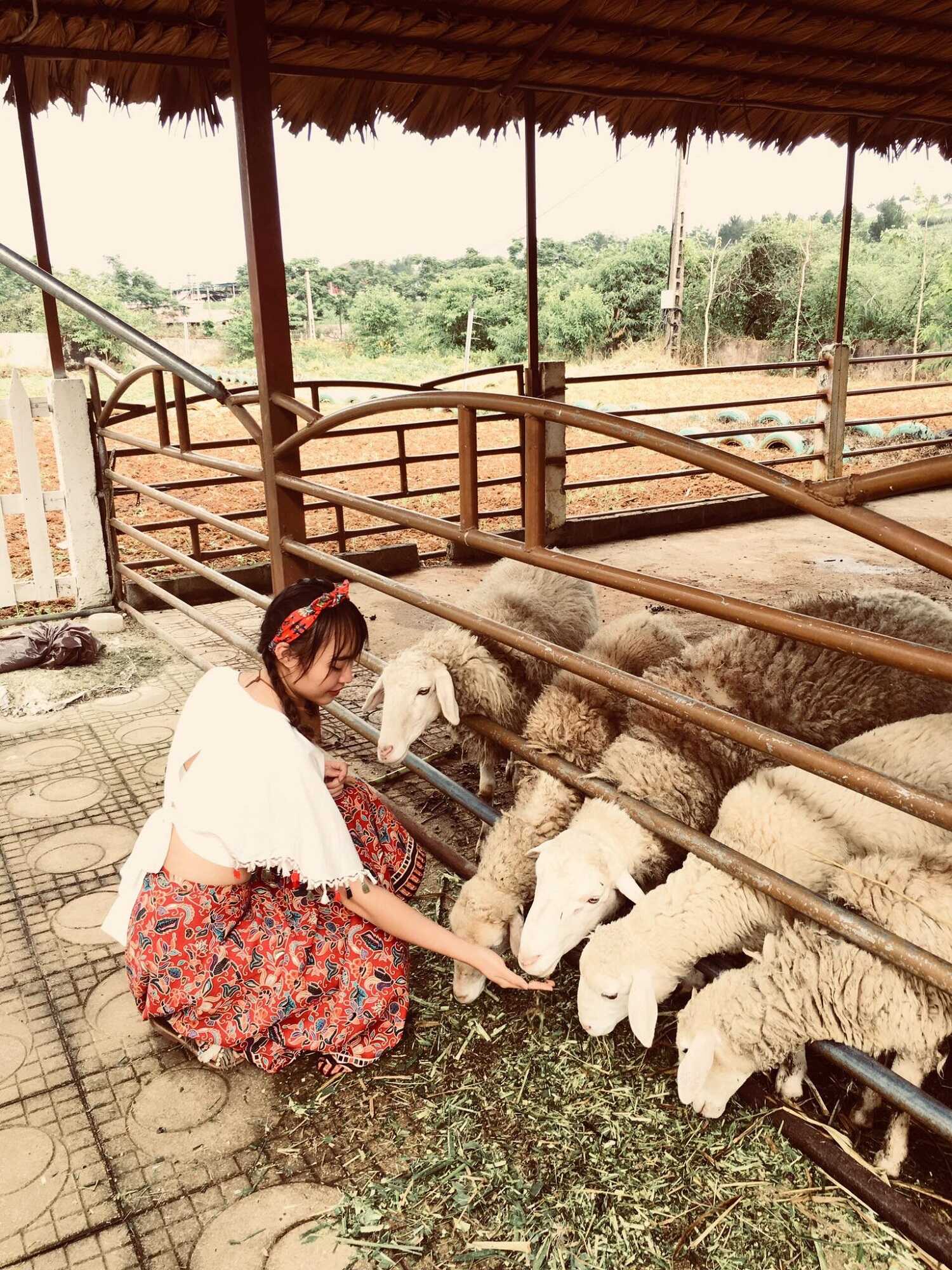 Khám phá nét đẹp thơ mộng với 1 ngày ở trang trại bò sữa Mộc Châu 7