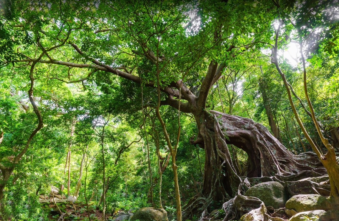 Kinh nghiệm đi Nhất Lâm Thủy Trang Trà - Khám phá vẻ đẹp thiên nhiên hoang sơ đầy thi vị 2