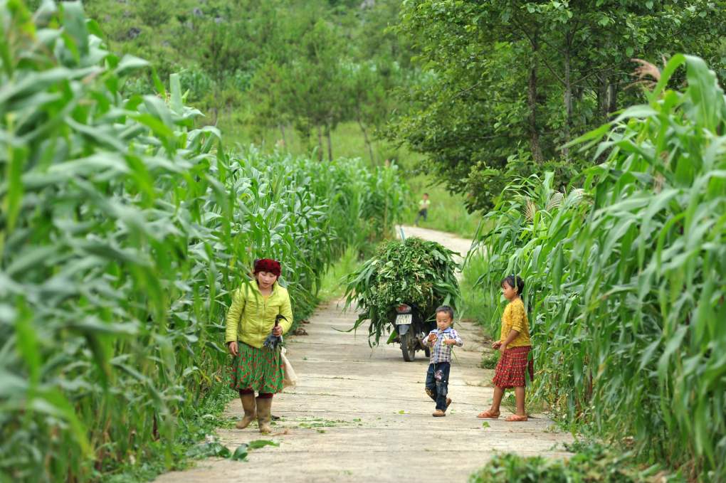 Kinh nghiệm di lịch Hà Giang tự túc vào tháng 5 - Mùa gây thương nhớ 12