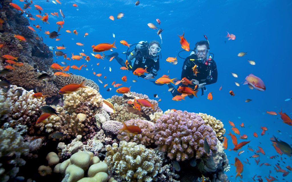 Lặn biển ngắm san hô - Khám phá vẻ đẹp ẩn mình của đại dương Phú Quốc 5