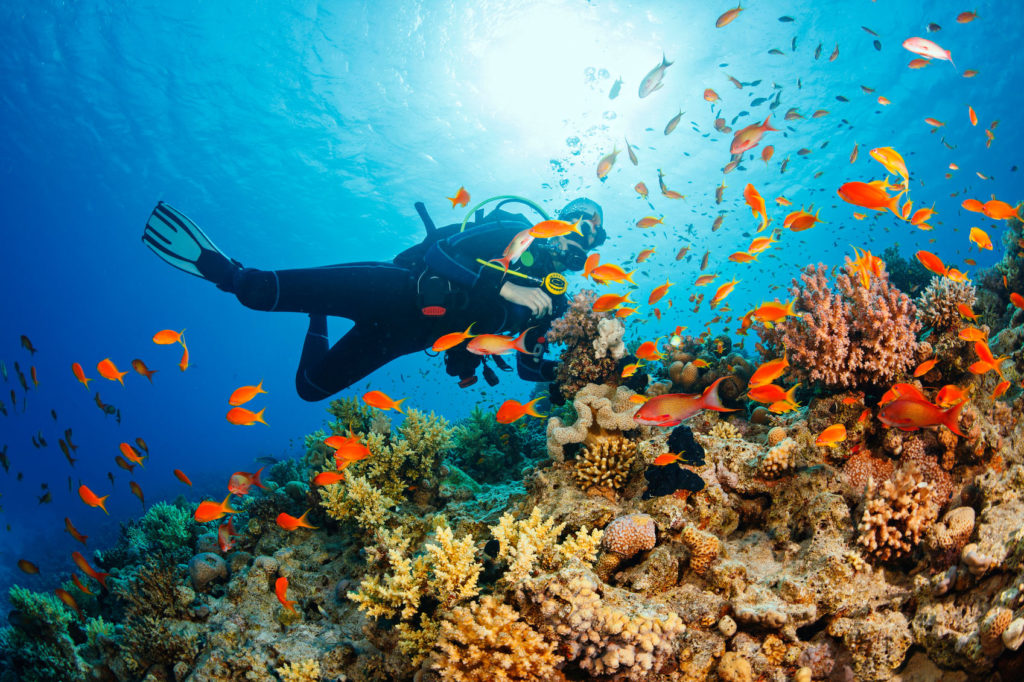 Lặn biển ngắm san hô - Khám phá vẻ đẹp ẩn mình của đại dương Phú Quốc 7