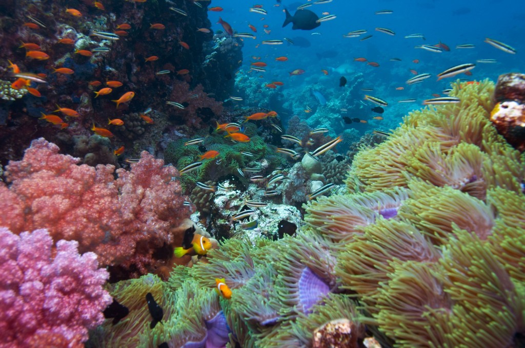 Lặn biển ngắm san hô - Khám phá vẻ đẹp ẩn mình của đại dương Phú Quốc 10