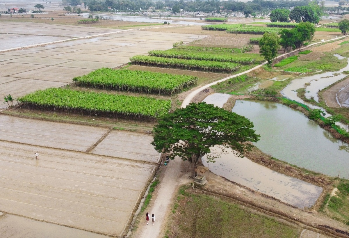 Làng Hà Cảng - Ngôi làng bình yên với khung cảnh vùng quê mộc mạc đẹp đến nao lòng 4