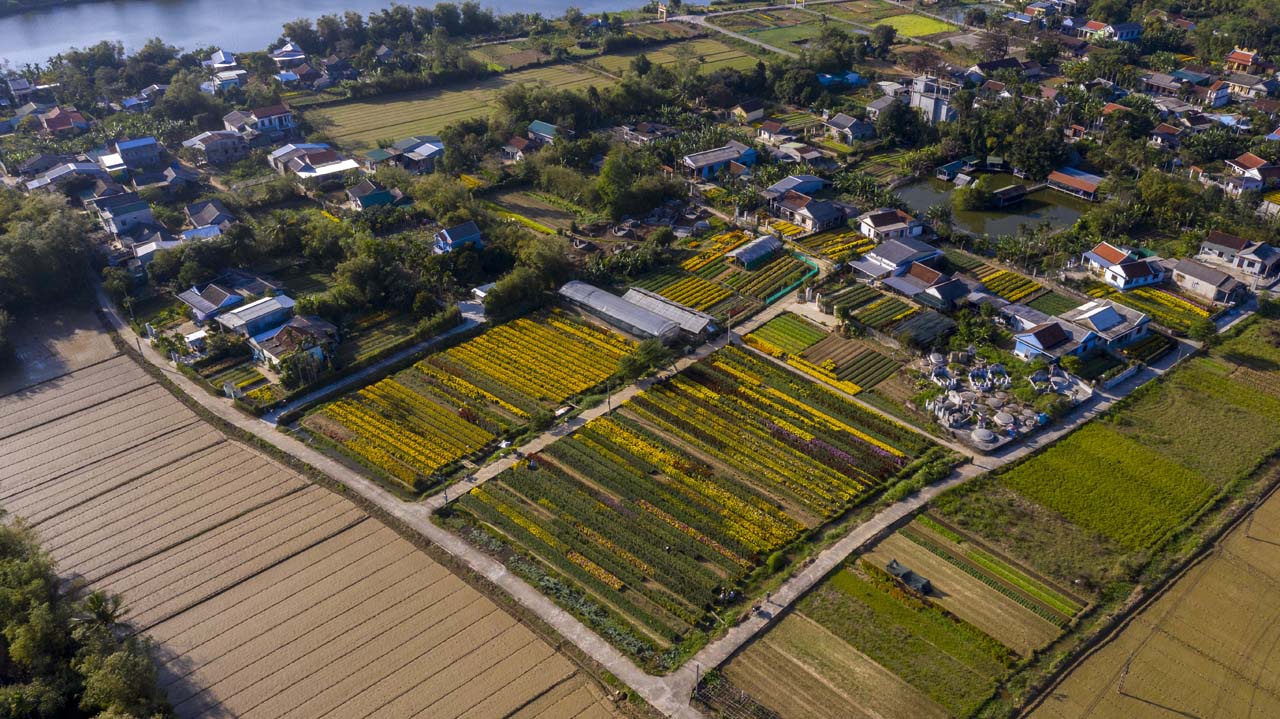 Làng hoa Phú Mậu – Vẻ đẹp rực rỡ và lãng mạn nơi xứ Huế 2