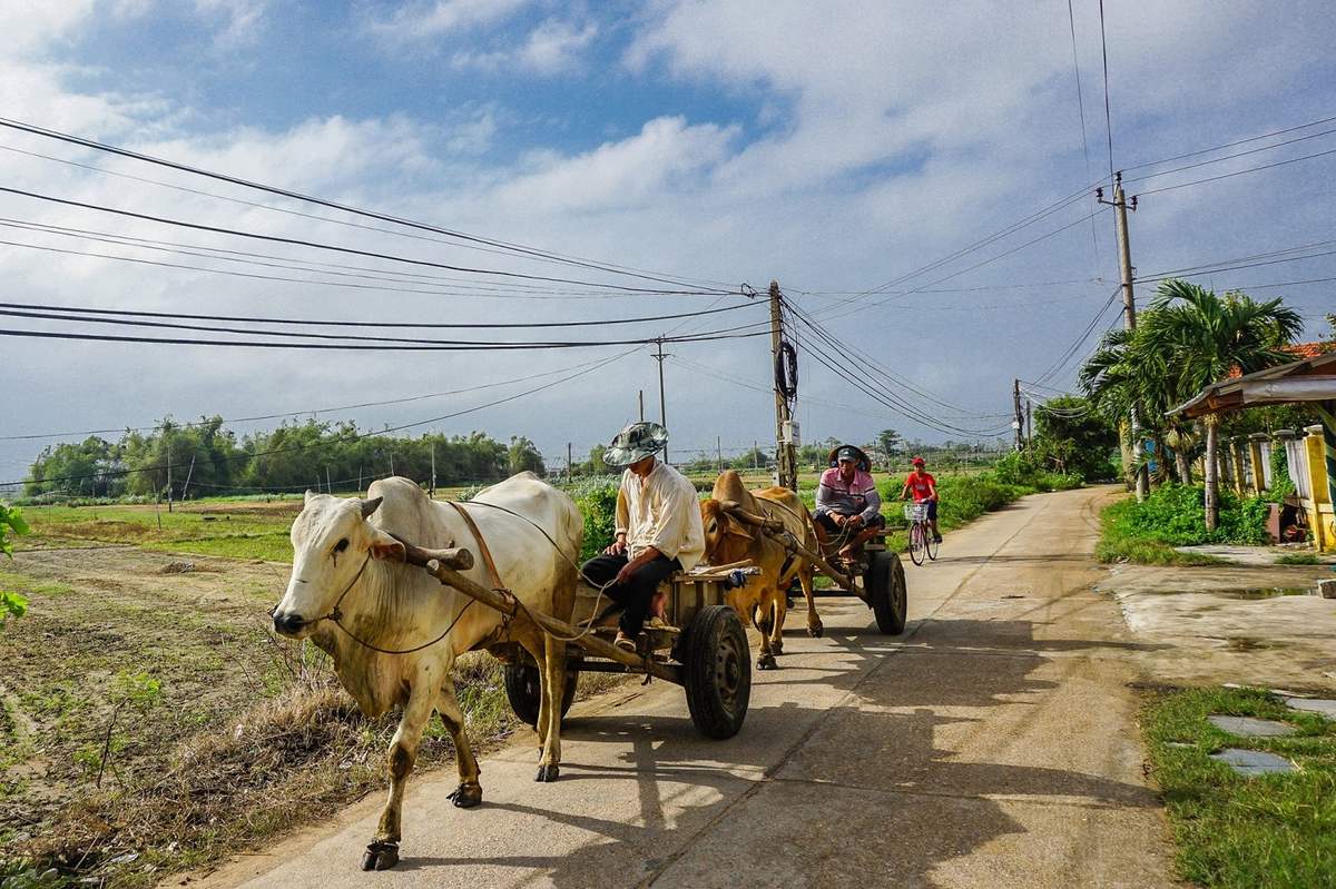 Làng rau Ngọc Lãng - Trải nghiệm đầy thú vị tại vườn rau sạch rộng lớn nhất Phú Yên 6