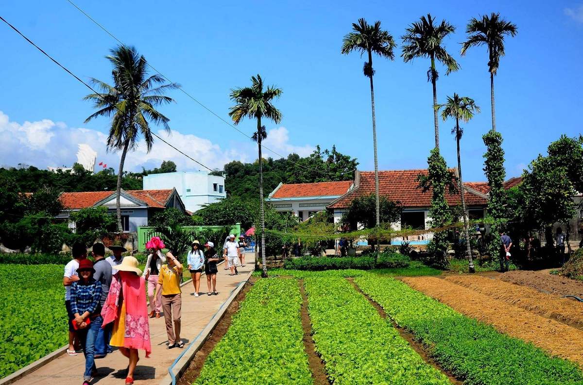 Làng rau Ngọc Lãng - Trải nghiệm đầy thú vị tại vườn rau sạch rộng lớn nhất Phú Yên 7