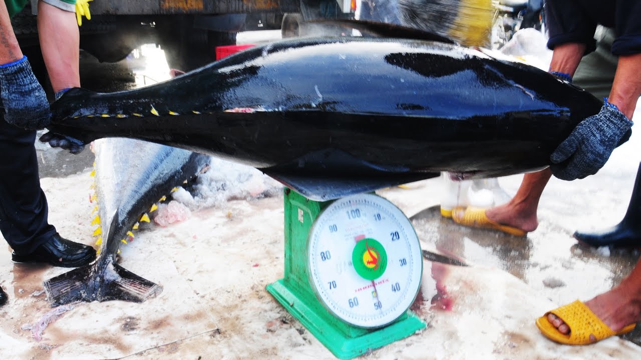 Mắt cá ngừ đại dương - Thức quà giàu dinh dưỡng từ biển cả vùng đất Phú 2