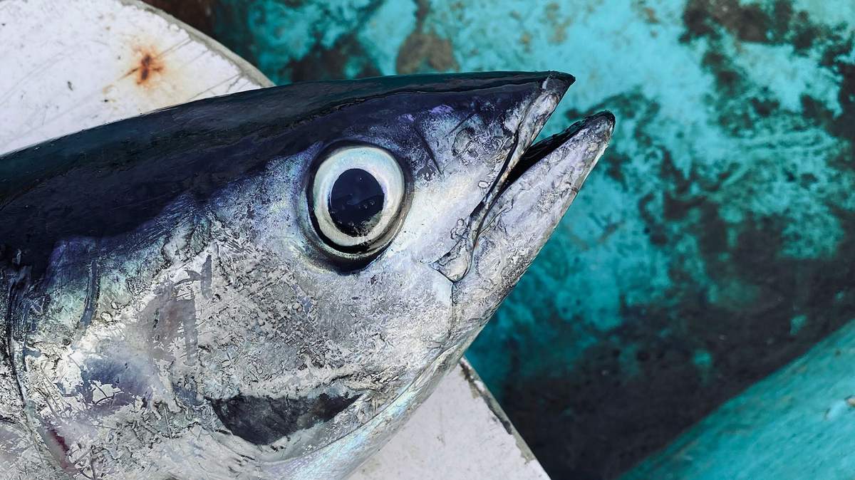 Mắt cá ngừ đại dương - Thức quà giàu dinh dưỡng từ biển cả vùng đất Phú 3