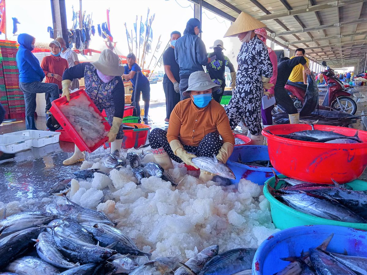 Tất tần tật kinh nghiệm mua hải sản Nha Trang không lo chặt chém 2