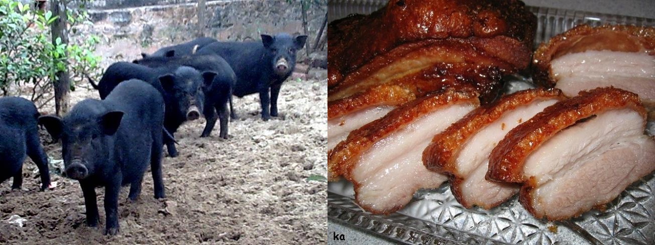 Thịt lợn cắp nách - Loại thịt rừng nhân tạo được tín đồ ẩm thực săn lùng 3