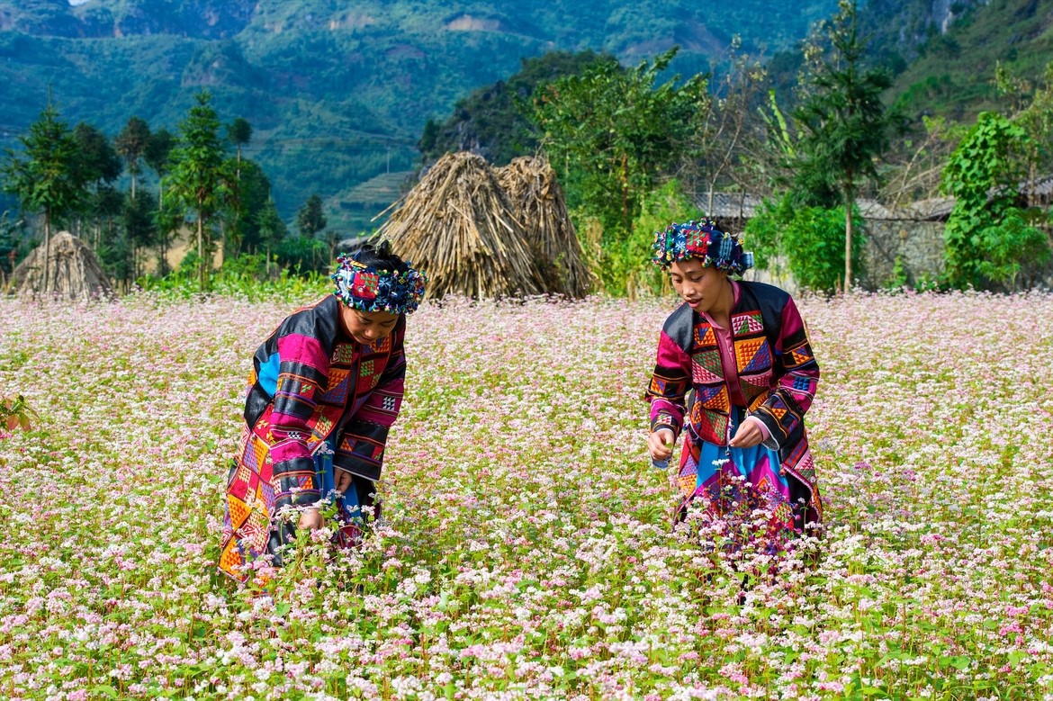 Trải nghiệm đầy thơ mộng với kinh nghiệm đi Hà Giang ngắm hoa tam giác mạch 2