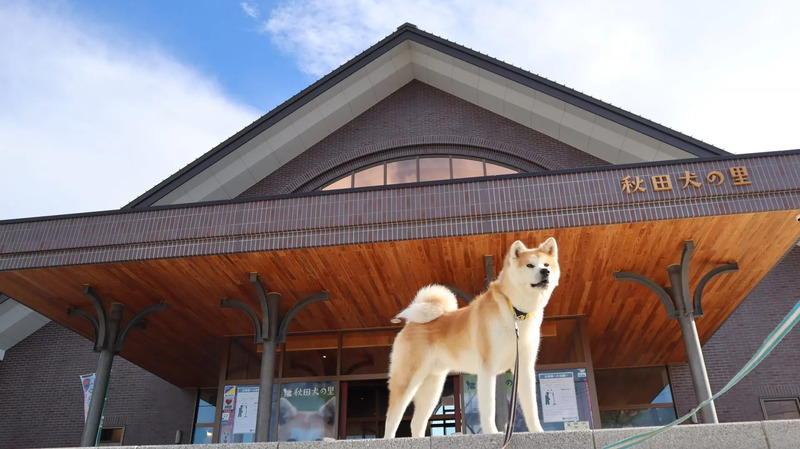 Akita: Hành trình tìm về vẻ đẹp của miền Bắc nước Nhật 11