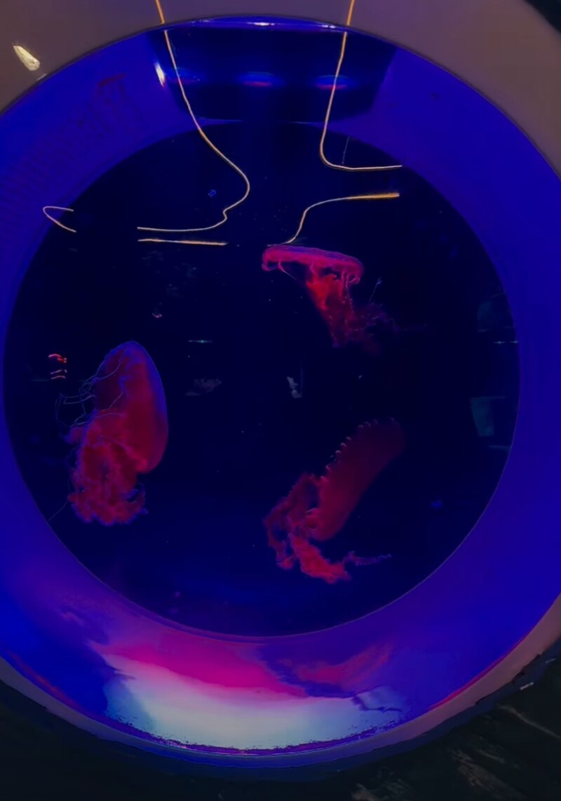 Alien Coffee: Cafe thủy cung sứa đầu tiên tại Sài Gòn 7