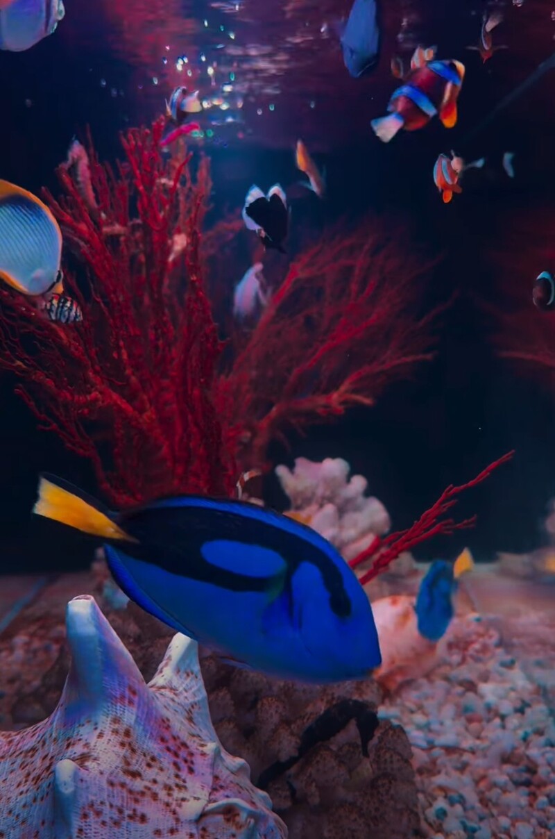 Alien Coffee: Cafe thủy cung sứa đầu tiên tại Sài Gòn 8