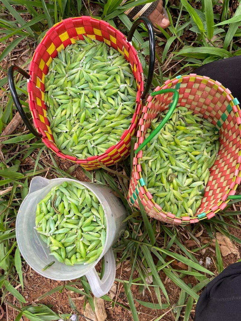 Khám phá ẩm thực Tây Nguyên qua 10 món đặc sản tinh túy 10
