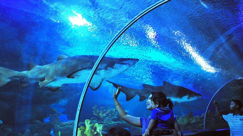 Khám phá Aquaria KLCC với hơn 5.000 sinh vật biển đặc sắc 2