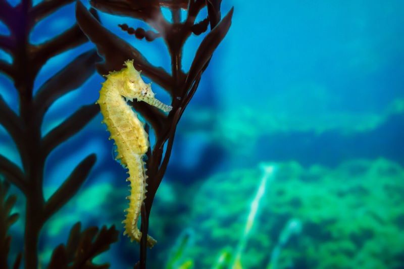 Khám phá Aquaria KLCC với hơn 5.000 sinh vật biển đặc sắc 11