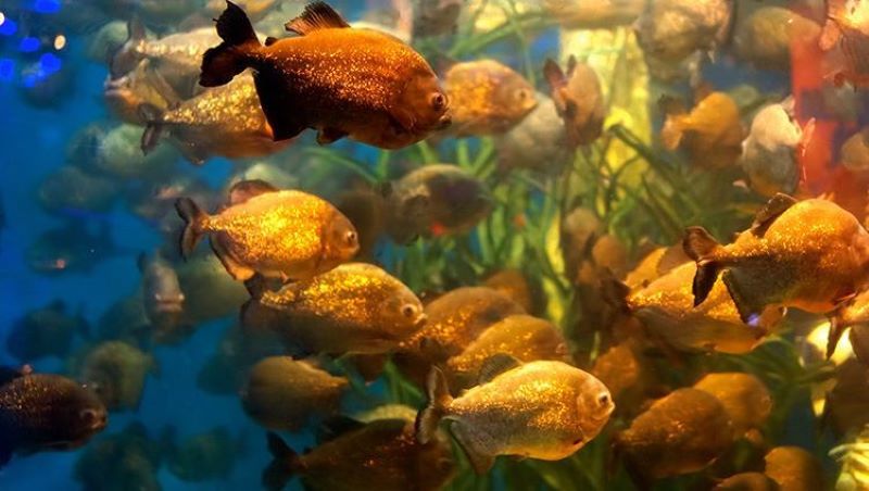 Khám phá Aquaria KLCC với hơn 5.000 sinh vật biển đặc sắc 4