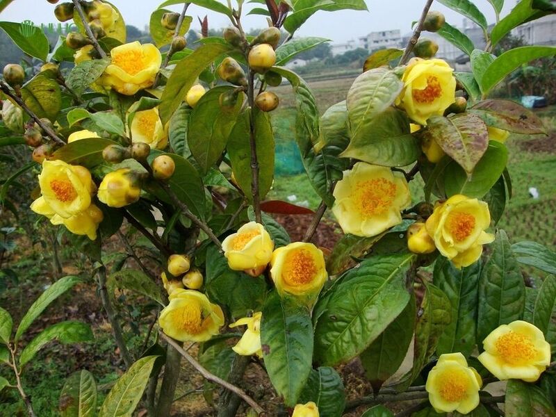 Du lịch Ba Chẽ Quảng Ninh, hành trình khám phá rừng tràm, sông cổ và di sản 7