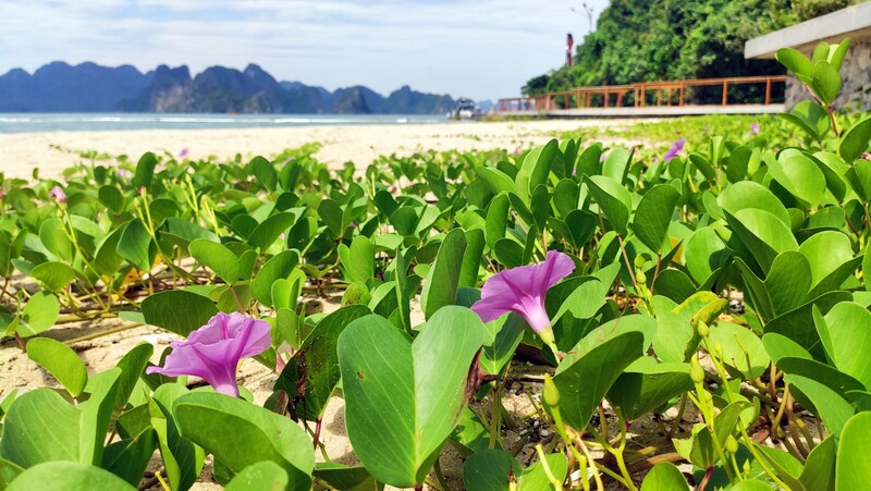Bãi tắm Soi Sim mang nét đẹp thuần khiết và thầm lặng 6