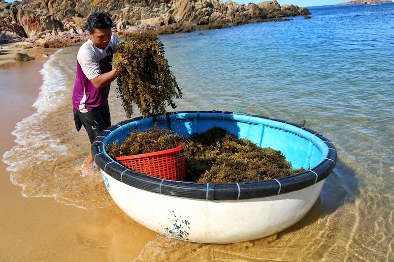 Bãi Xếp Quy Nhơn với vẻ đẹp trong veo khiến bao người mê mẩn 6