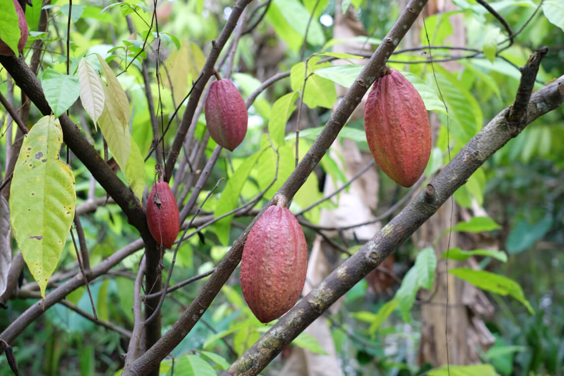 Bạn đã thử chưa Cacao Mười Cương thơm ngon chỉ có tại Tây Đô? 2