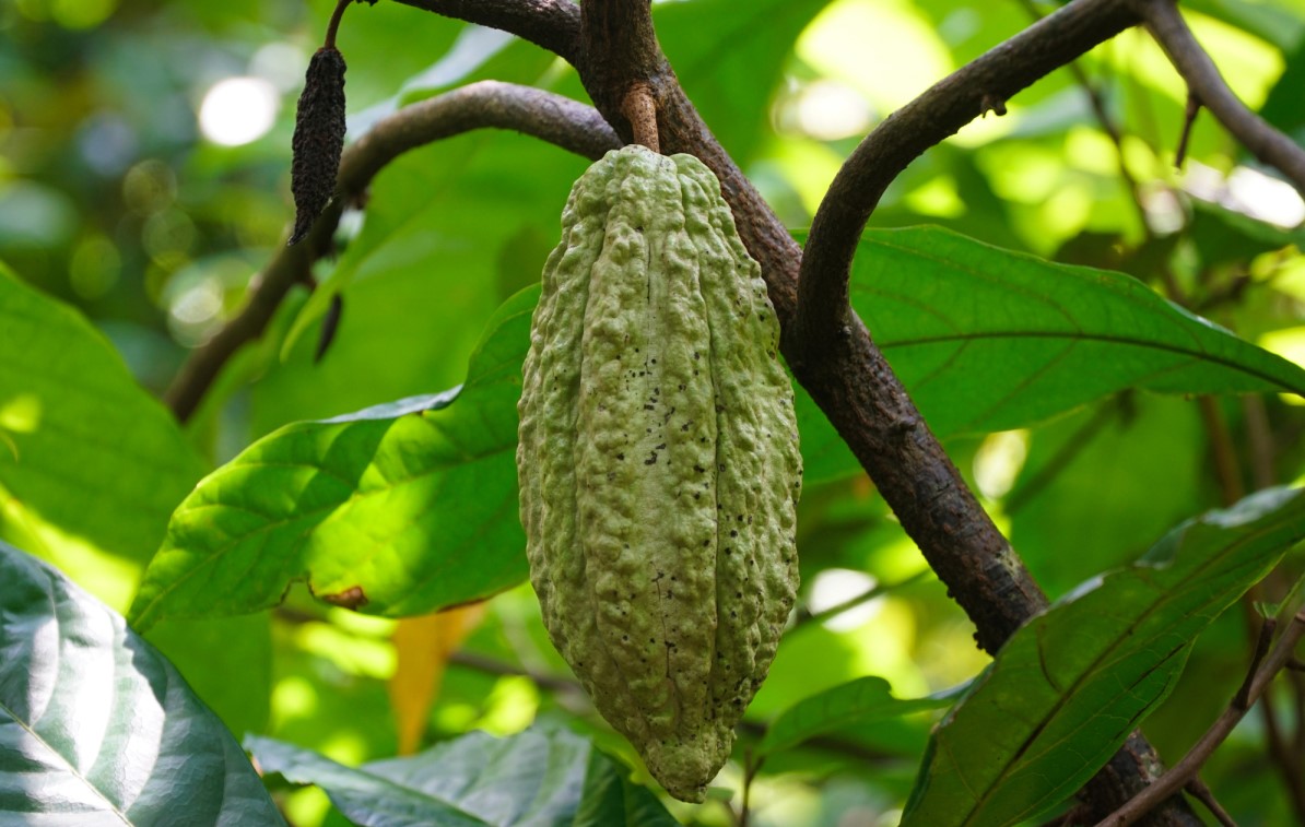 Bạn đã thử chưa Cacao Mười Cương thơm ngon chỉ có tại Tây Đô? 3