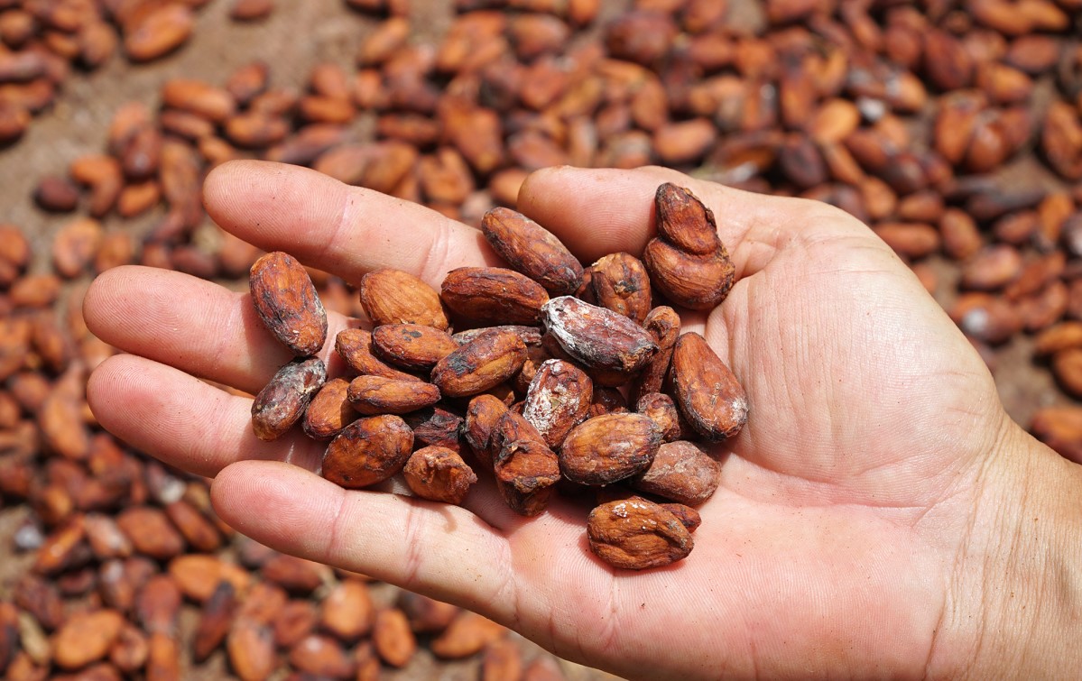 Bạn đã thử chưa Cacao Mười Cương thơm ngon chỉ có tại Tây Đô? 8