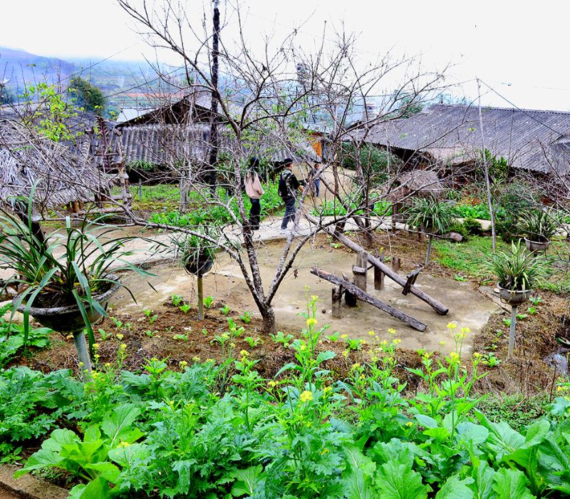 Bản Lao Chải 1 Lai Châu: Cẩm nang trải nghiệm ‘vườn địa đàng’ của người Mông 10