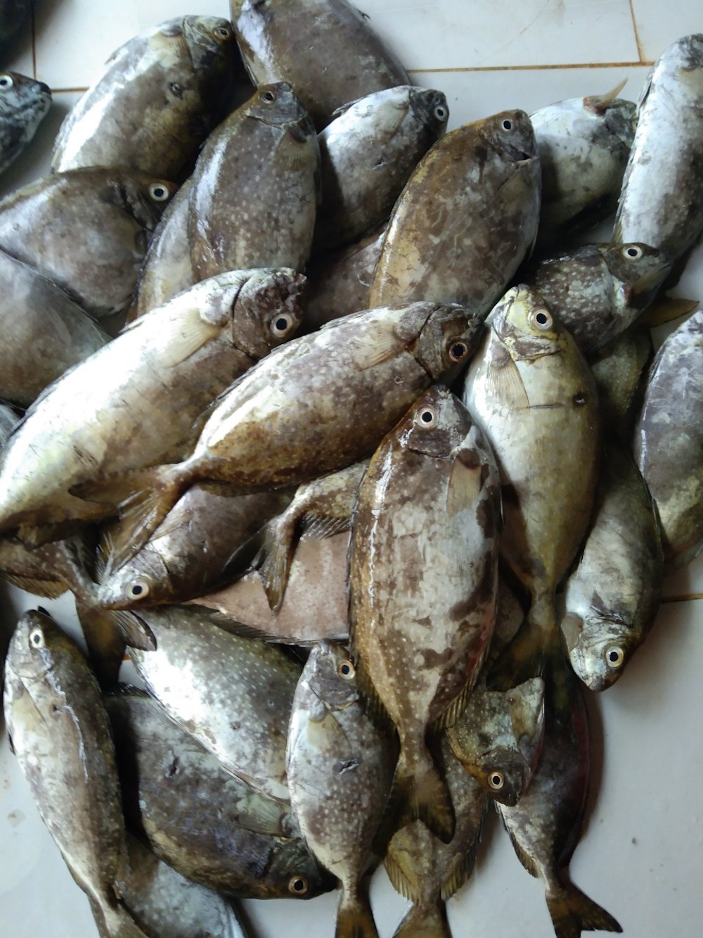 Bánh xèo cá kình làng Chuồn – Bánh xèo có nguyên con cá lạ hen? 7