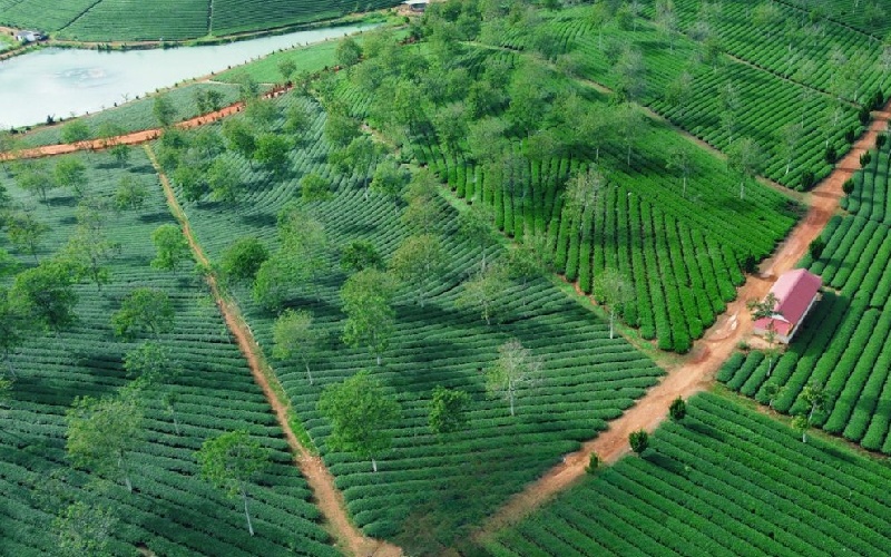Khám phá vùng cao nguyên Bảo Lâm yên bình ở Lâm Đồng 6