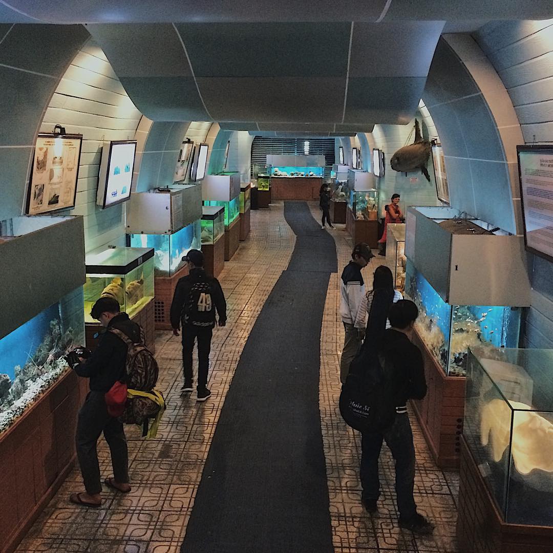 Bảo tàng Hải Dương Học Nha Trang - Đại dương thu nhỏ giữa lòng thành phố 6