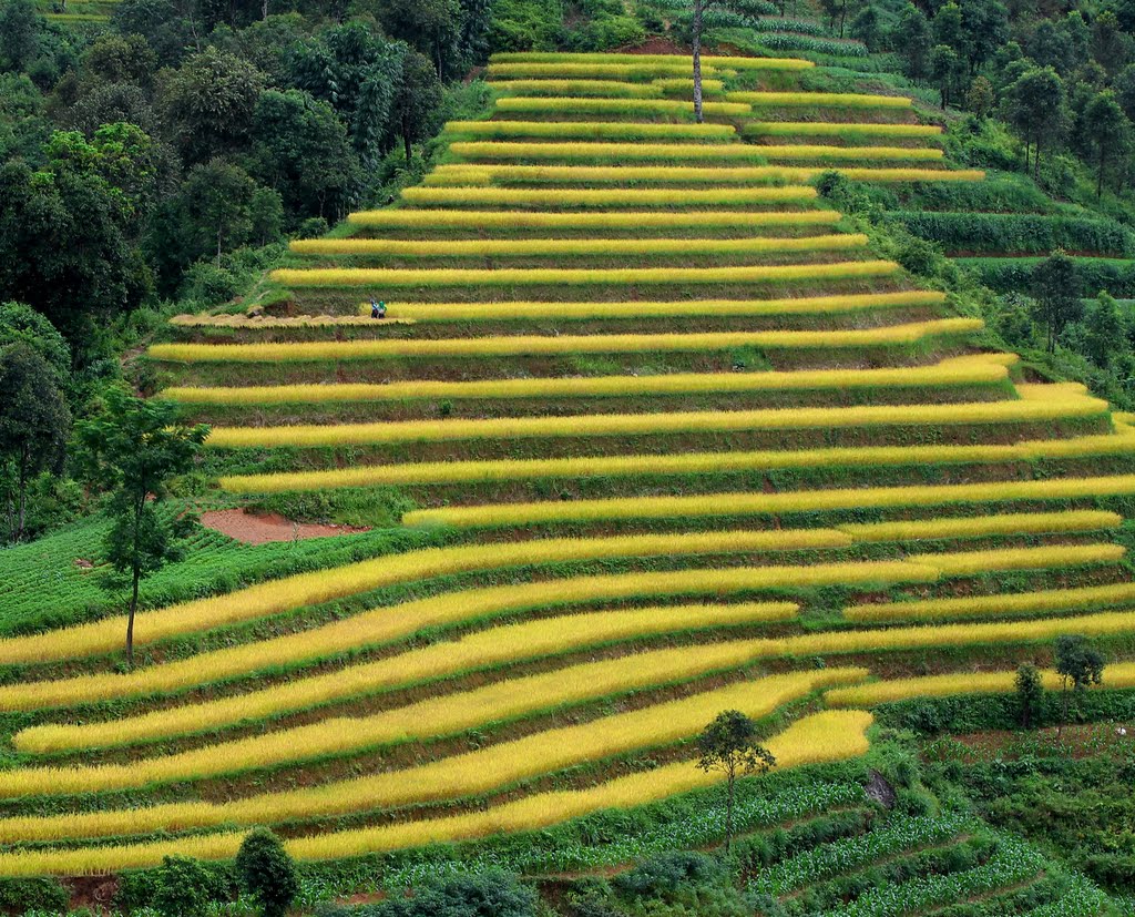 Bật mí cụ thể Lịch trình trekking Hoàng Su Phì 3N2Đ dành cho hội ‘ma mới’ 7