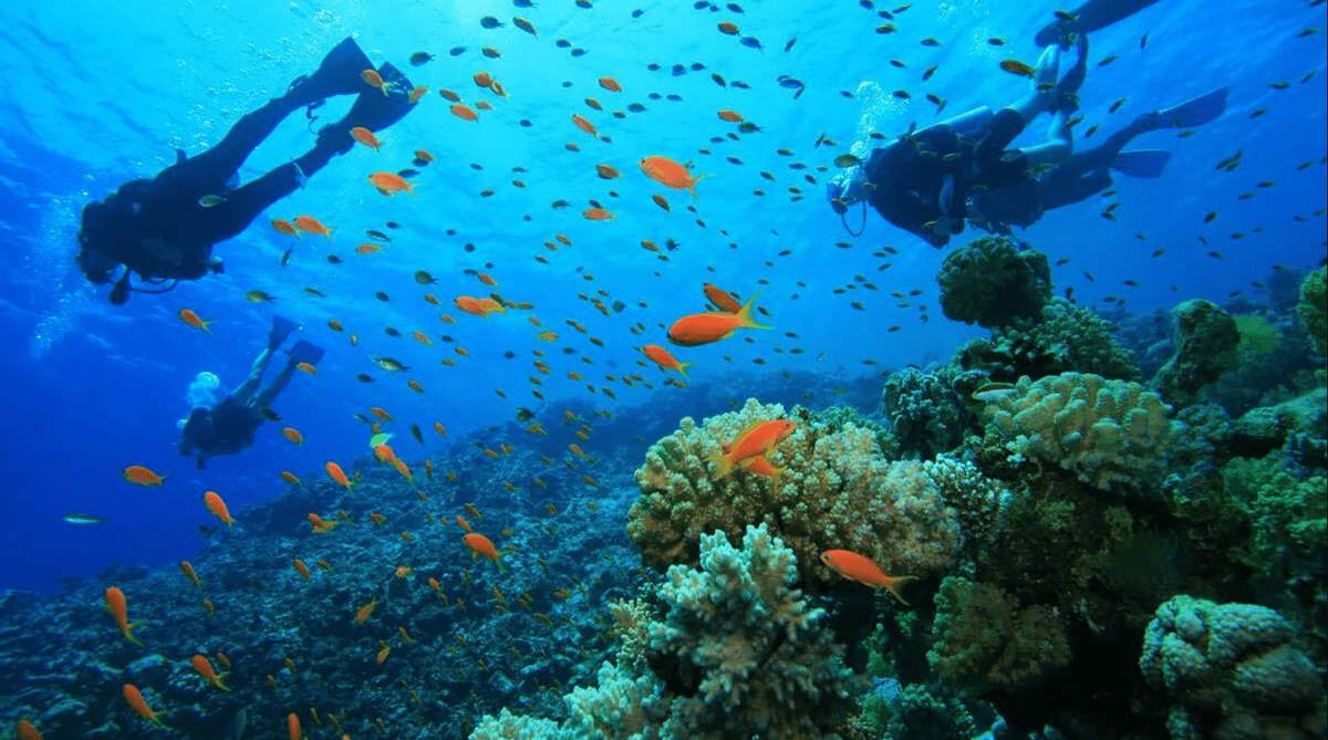 Bật mí kinh nghiệm lặn biển Nha Trang ngắm san hô tuyệt đẹp 8