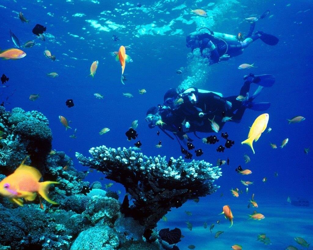 Bật mí kinh nghiệm lặn biển Nha Trang ngắm san hô tuyệt đẹp