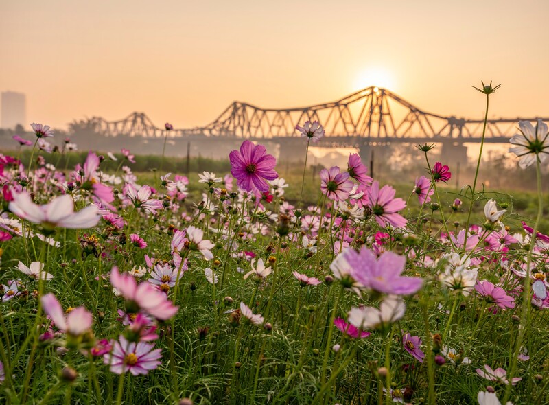 Check-in bến hoa Phúc Xá Ba Đình: Góc sống chậm rực rỡ giữa lòng Hà Nội 8
