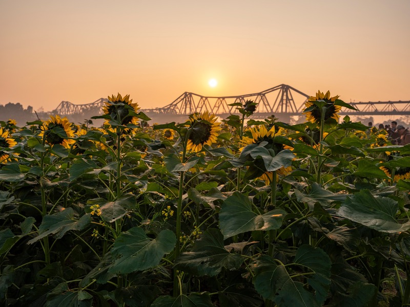 Check-in bến hoa Phúc Xá Ba Đình: Góc sống chậm rực rỡ giữa lòng Hà Nội 9