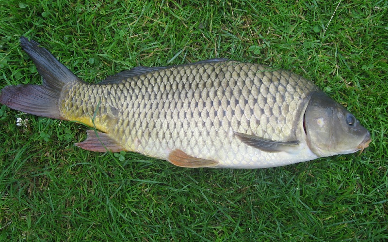 20 Biểu tượng may mắn trong văn hóa các quốc gia trên thế giới 2