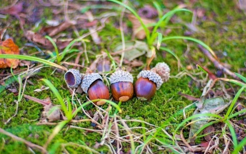 20 Biểu tượng may mắn trong văn hóa các quốc gia trên thế giới 13